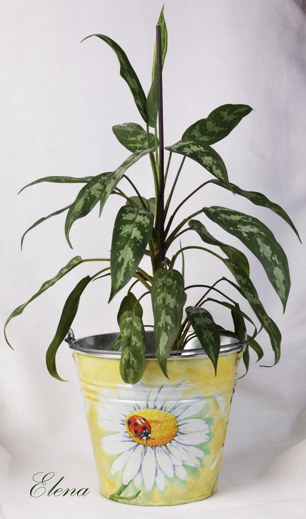 Ведро Божья коровка на подсолнухе